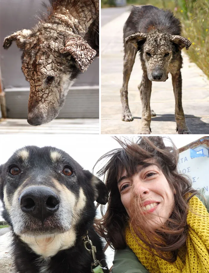 Dog Who Turned To Stone From Mange Was Afraid Of Human Touch, Now Demands Belly Rubs