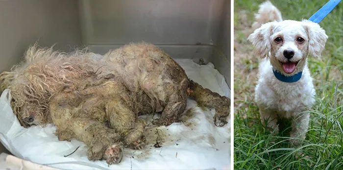 Treasure, A 2-Year-Old Female Purebred Miniature Poodle, Was Severely Neglected Before Being Spotted By A Passing Motorist Who Brought Her To The Natchez-Adams County Humane Society