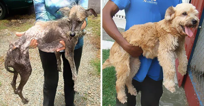 Cedar Was Found Hairless From Stress, With Bones Poking Through His Skin. Since Then, He Has Found A Great Home With Good Care