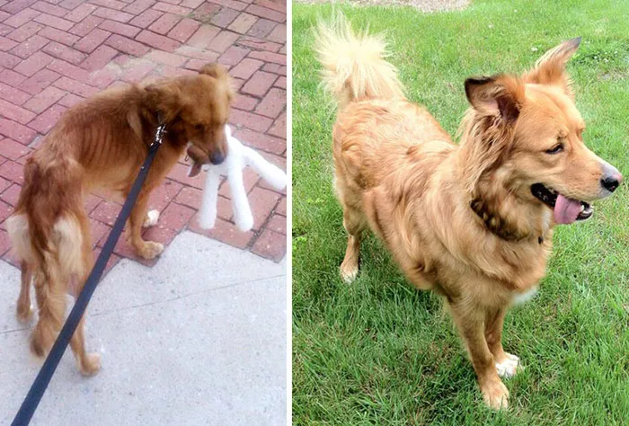 The Difference A Year Makes For A Rescue Dog