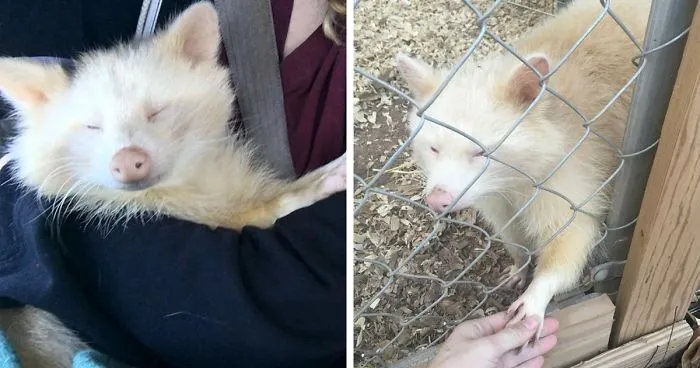 Woman Rescues "Aggressive" Albino Raccoon From Horrible Conditions, And Now She Won't Stop Cuddling