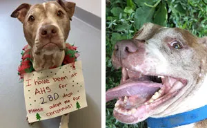 9-Year-Old Dog Who Spent 280 Days At Shelter Has Only One Wish: To Find Home This Christmas