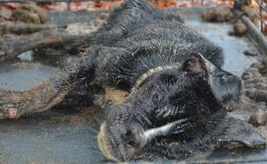 Dying Dog Found Locked Up In A Crate All Covered In Feces Gets Completely Transformed By Love