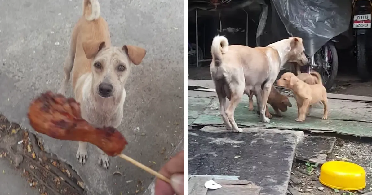 Este hombre le dio comida a un perro hambriento, pero no se lo comió, así que decidió ir tras ella