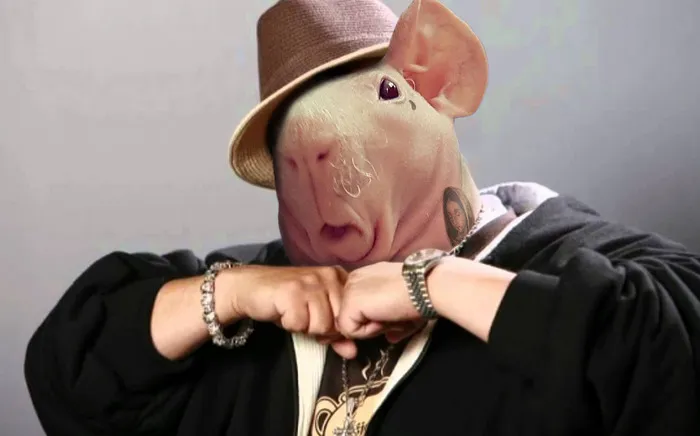 Lean Like A Guinea Pig?