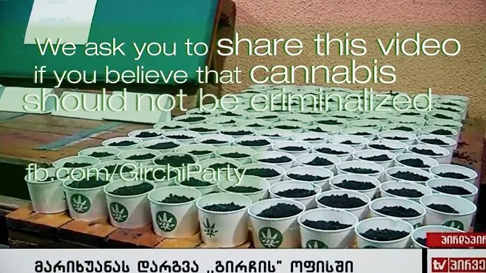 12 Years Imprisonment For Civil Disobedience: Party Plants Cannabis