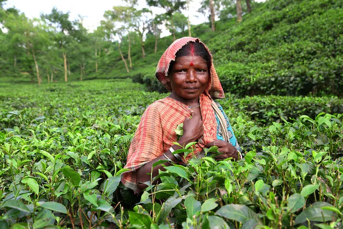 Srimangal, Bangladesh