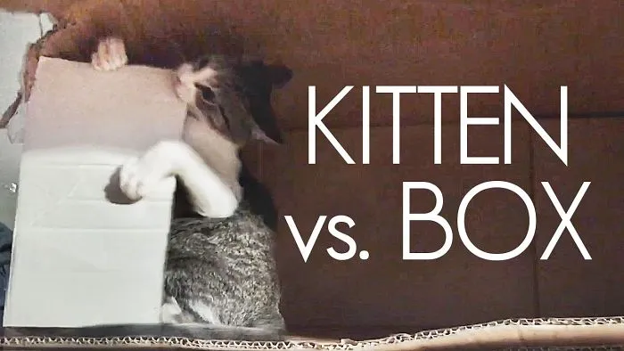 Kitten Goes Nuts In A Cardboard Box