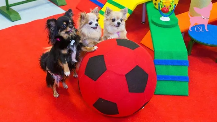 Cute Chihuahua Trick School