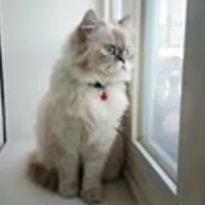 Princess Mimi