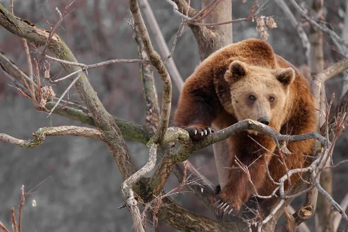 Winter Wildlife Wonderland