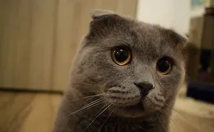 Just A Scottish Fold Cat Named Boss!