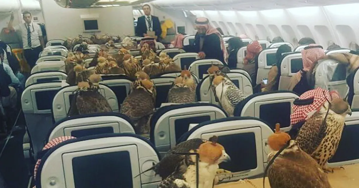 Un príncipe saudí compró 80 billetes de avión para sus 80 halcones, e internet está alucinando