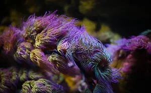 I Went To London Sealife With My Camera