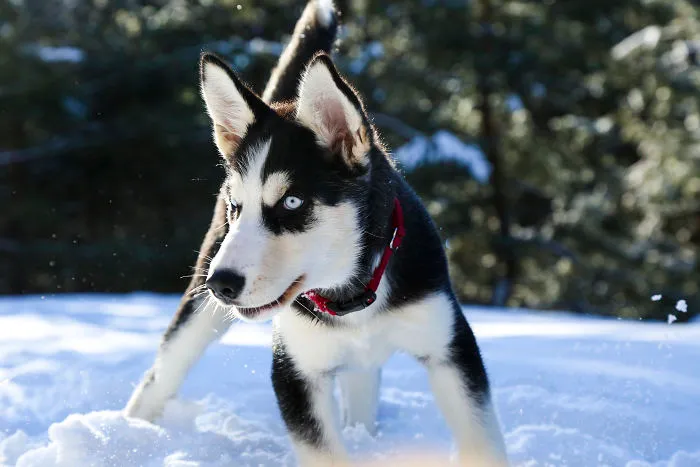 Rescue Dogs Playing In The Snow Will Make Your Day