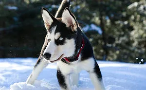 Rescue Dogs Playing In The Snow Will Make Your Day