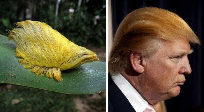 Animals That Look Like Celebrities