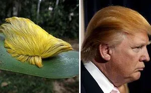 Animals That Look Like Celebrities