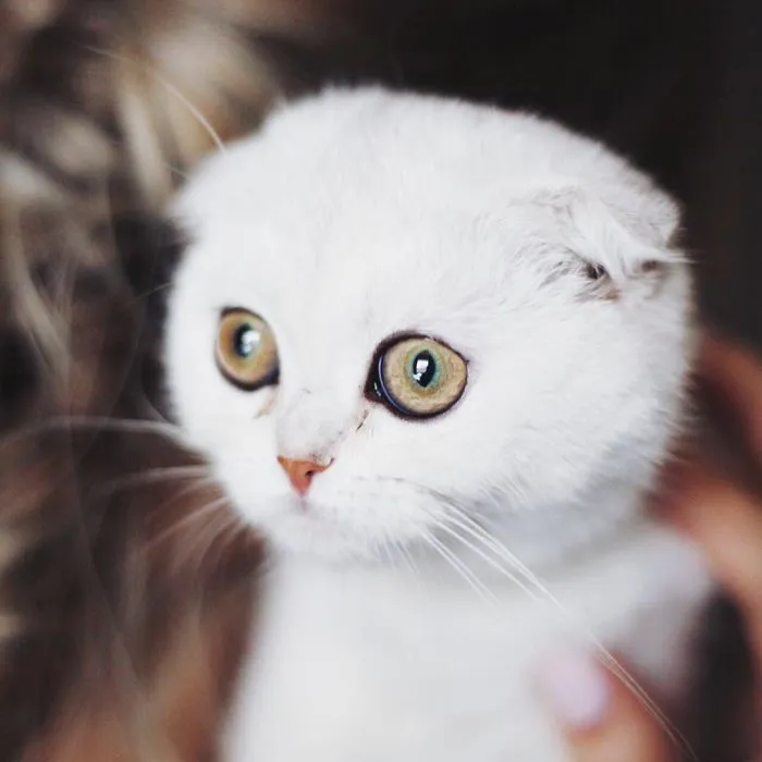 This Kitty Is Constantly Embarrased And No One Knows Why