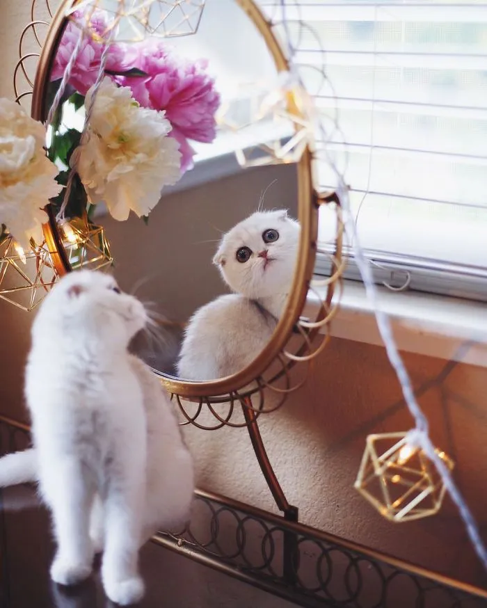 This Kitty Is Constantly Embarrased And No One Knows Why