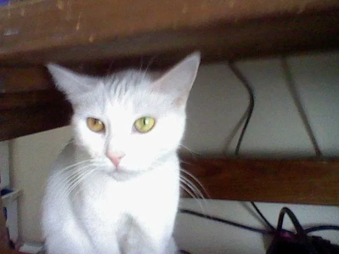 Kitty
