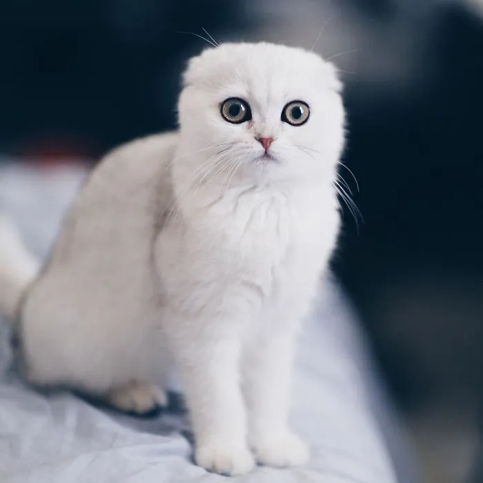 This Kitty Is Constantly Embarrased And No One Knows Why