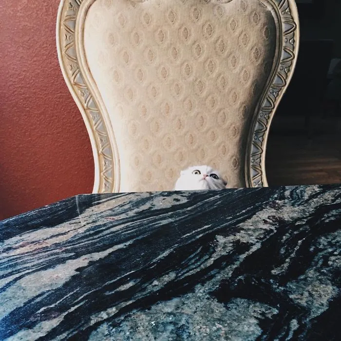 This Kitty Is Constantly Embarrased And No One Knows Why