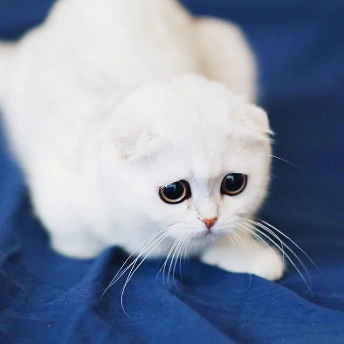 This Kitty Is Constantly Embarrased And No One Knows Why