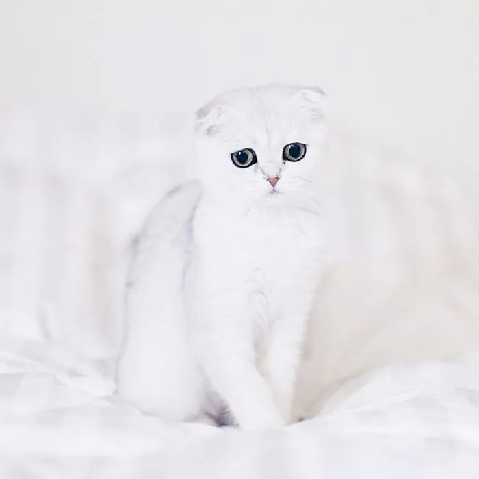 This Kitty Is Constantly Embarrased And No One Knows Why