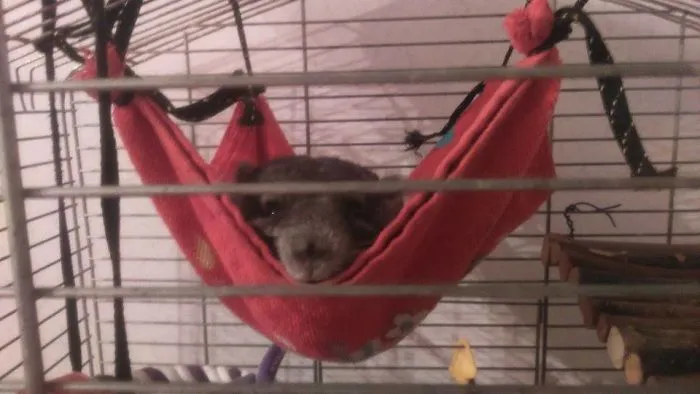 Baby Chinchilla
