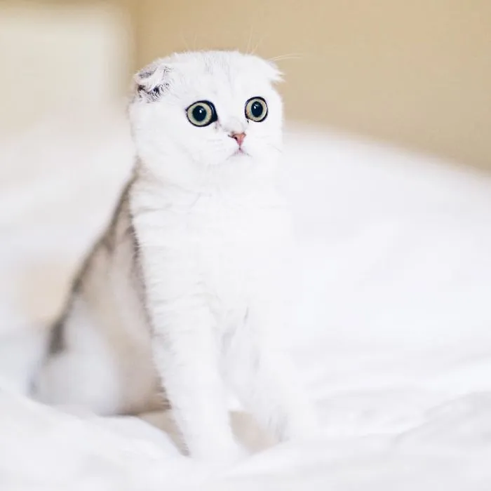 This Kitty Is Constantly Embarrased And No One Knows Why