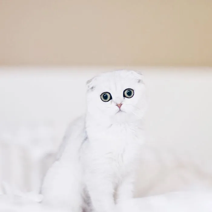 This Kitty Is Constantly Embarrased And No One Knows Why