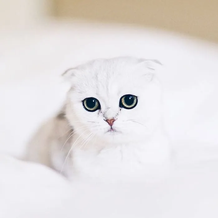 This Kitty Is Constantly Embarrased And No One Knows Why