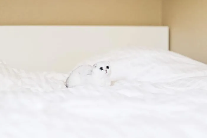 This Kitty Is Constantly Embarrased And No One Knows Why