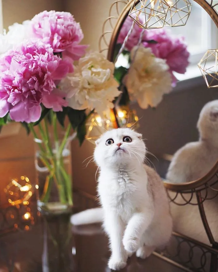 This Kitty Is Constantly Embarrased And No One Knows Why