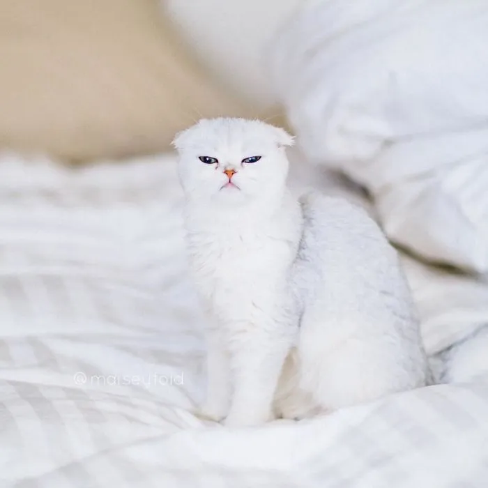 This Kitty Is Constantly Embarrased And No One Knows Why