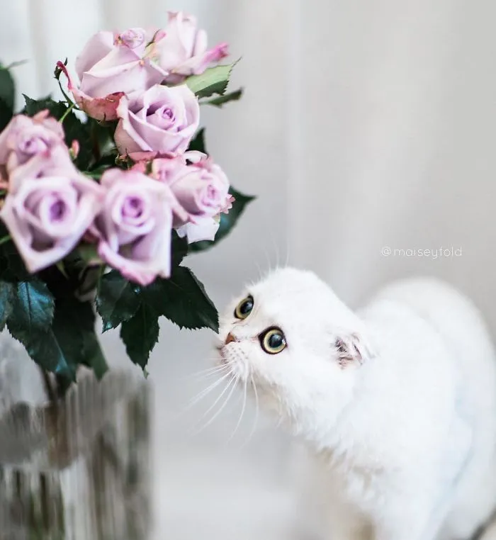 This Kitty Is Constantly Embarrased And No One Knows Why