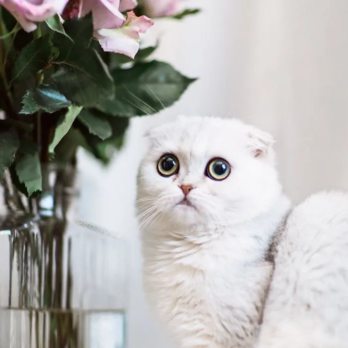 This Kitty Is Constantly Embarrased And No One Knows Why