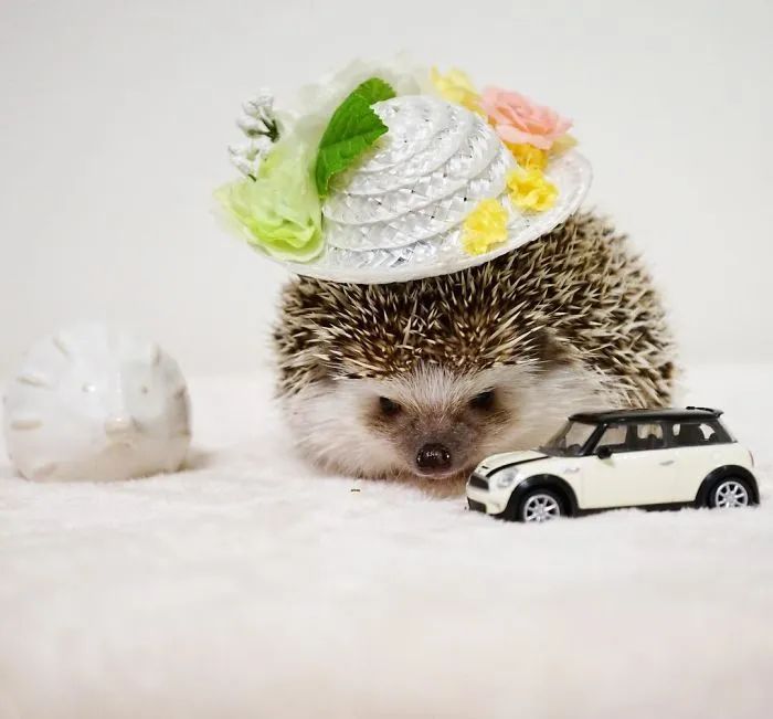 This Hedgehog Day, Treat Yourself With 47 Pictures Of Hedgehogs With Hats