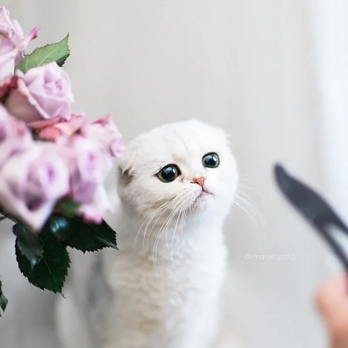 This Kitty Is Constantly Embarrased And No One Knows Why