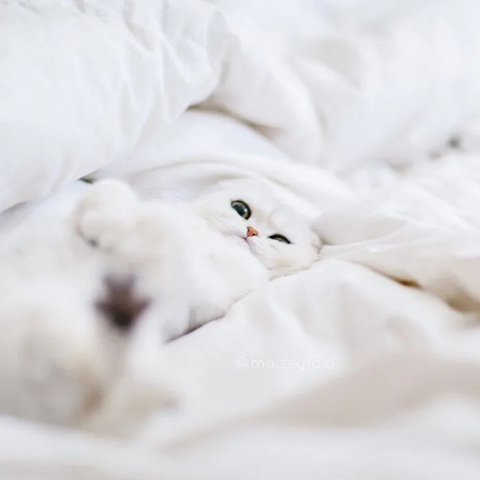 This Kitty Is Constantly Embarrased And No One Knows Why