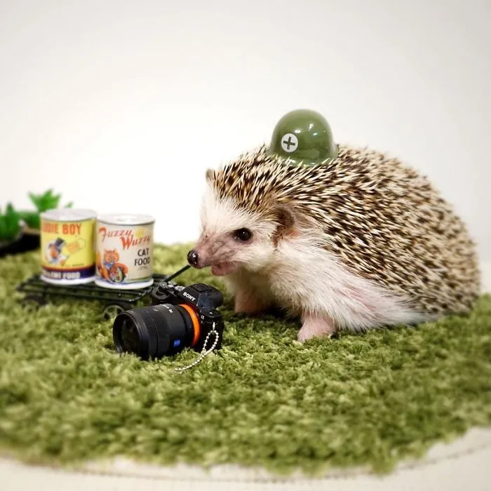 This Hedgehog Day, Treat Yourself With 47 Pictures Of Hedgehogs With Hats