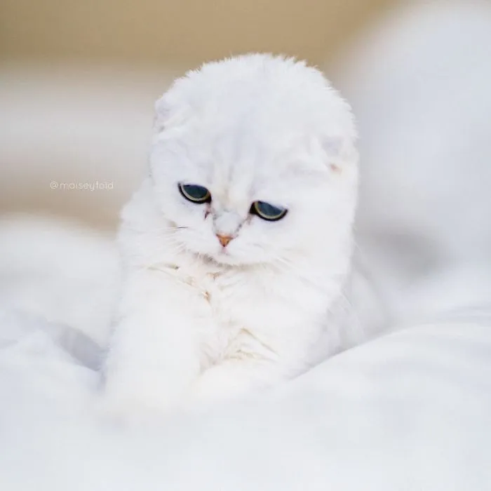 This Kitty Is Constantly Embarrased And No One Knows Why