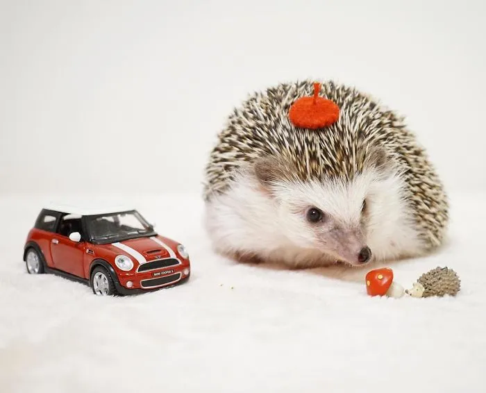 This Hedgehog Day, Treat Yourself With 47 Pictures Of Hedgehogs With Hats
