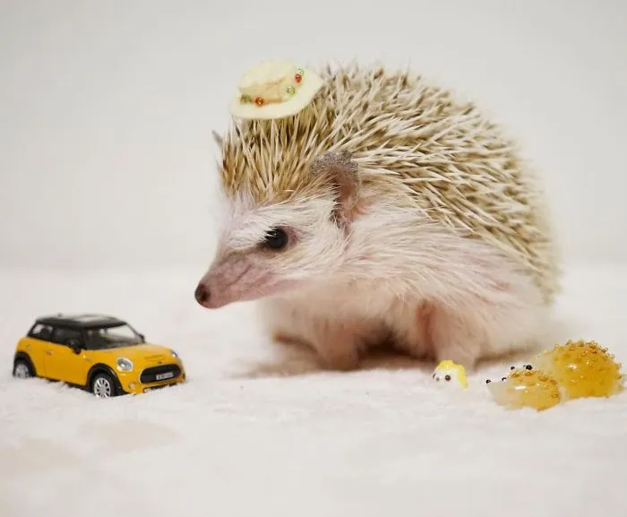 This Hedgehog Day, Treat Yourself With 47 Pictures Of Hedgehogs With Hats