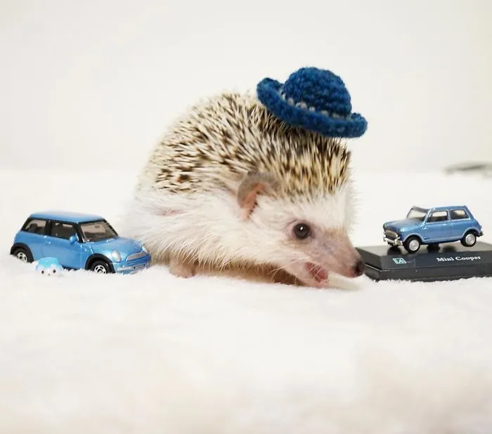 This Hedgehog Day, Treat Yourself With 47 Pictures Of Hedgehogs With Hats