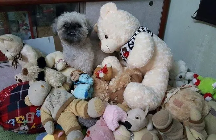I Found This Dog With No Hair In The Garbage Bin...and Now.
