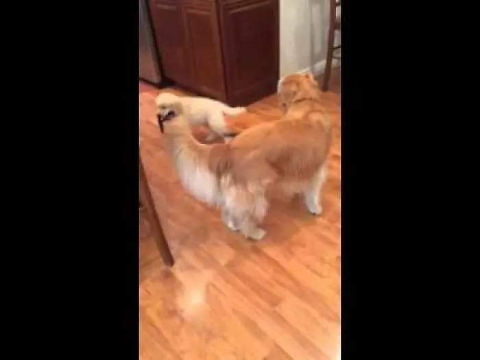 New Puppy Cash Won't Take No For An Answer When Taking His Big Sister For A Walk.