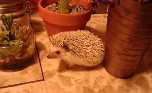 New Family Member!