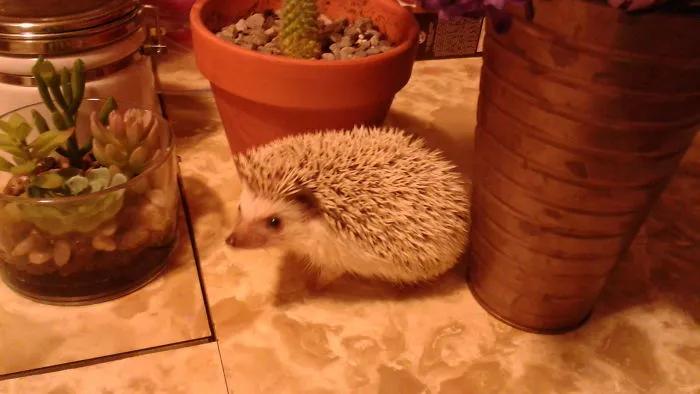 New Family Member!